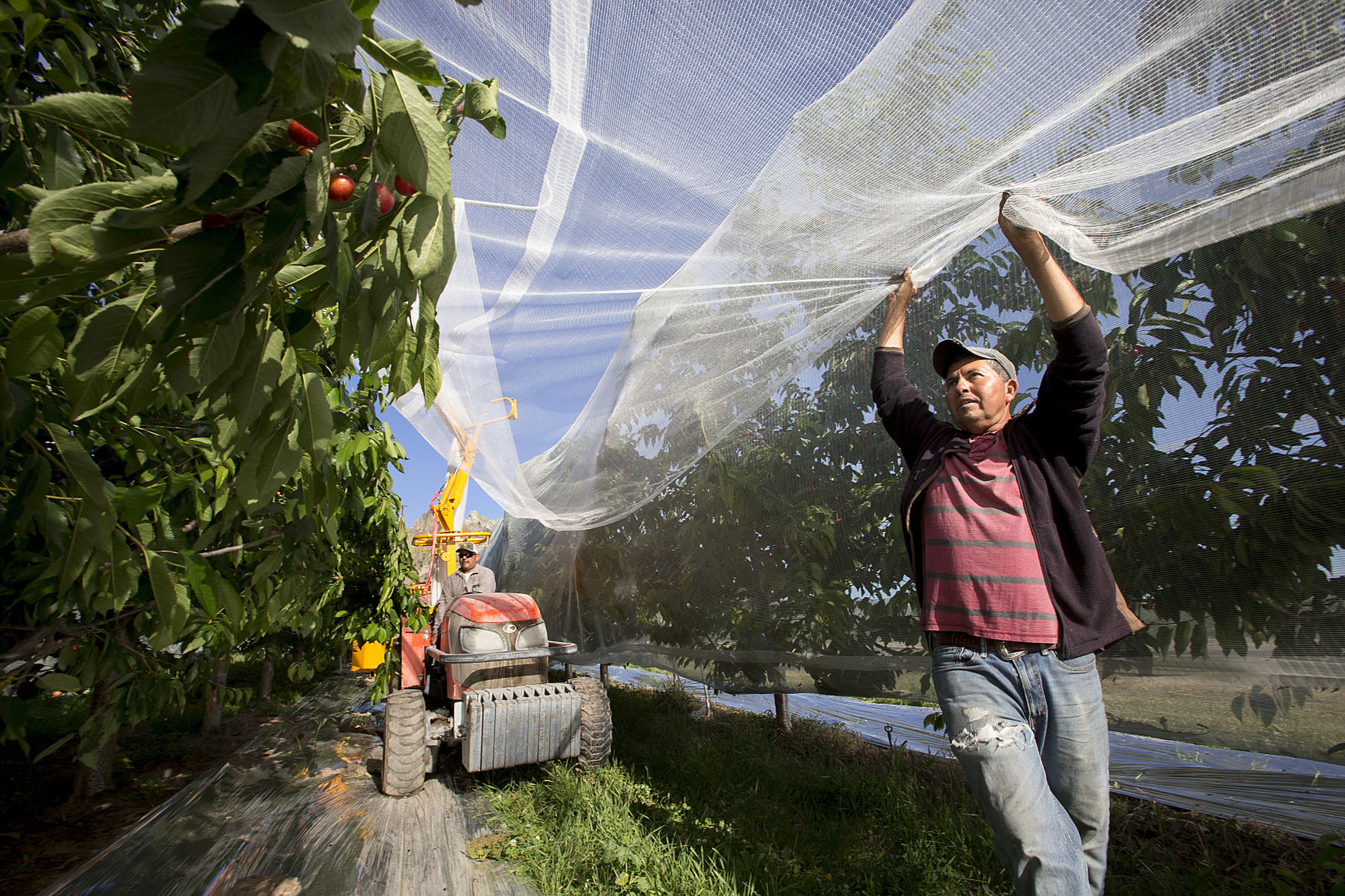 190628-newslocal-netting 02.jpg